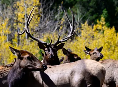 Elk poaching suspected in Colorado national preserve