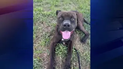 Pit bull mix dies inside Medley animal shelter amid rising concerns of unsafe conditions