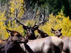 Elk poaching suspected in Colorado national preserve