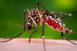 UCSD discovery called ‘game-changer’ in fight against malaria