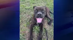 Pit bull mix dies inside Medley animal shelter amid rising concerns of unsafe conditions