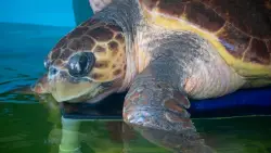June Cleaver the loggerhead turtle is released into the ocean off Florida after rehab