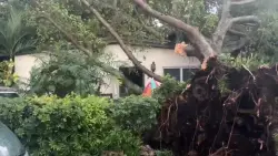 Large tree falls on home in SW Miami-Dade during heavy rainfall; no injuries reported